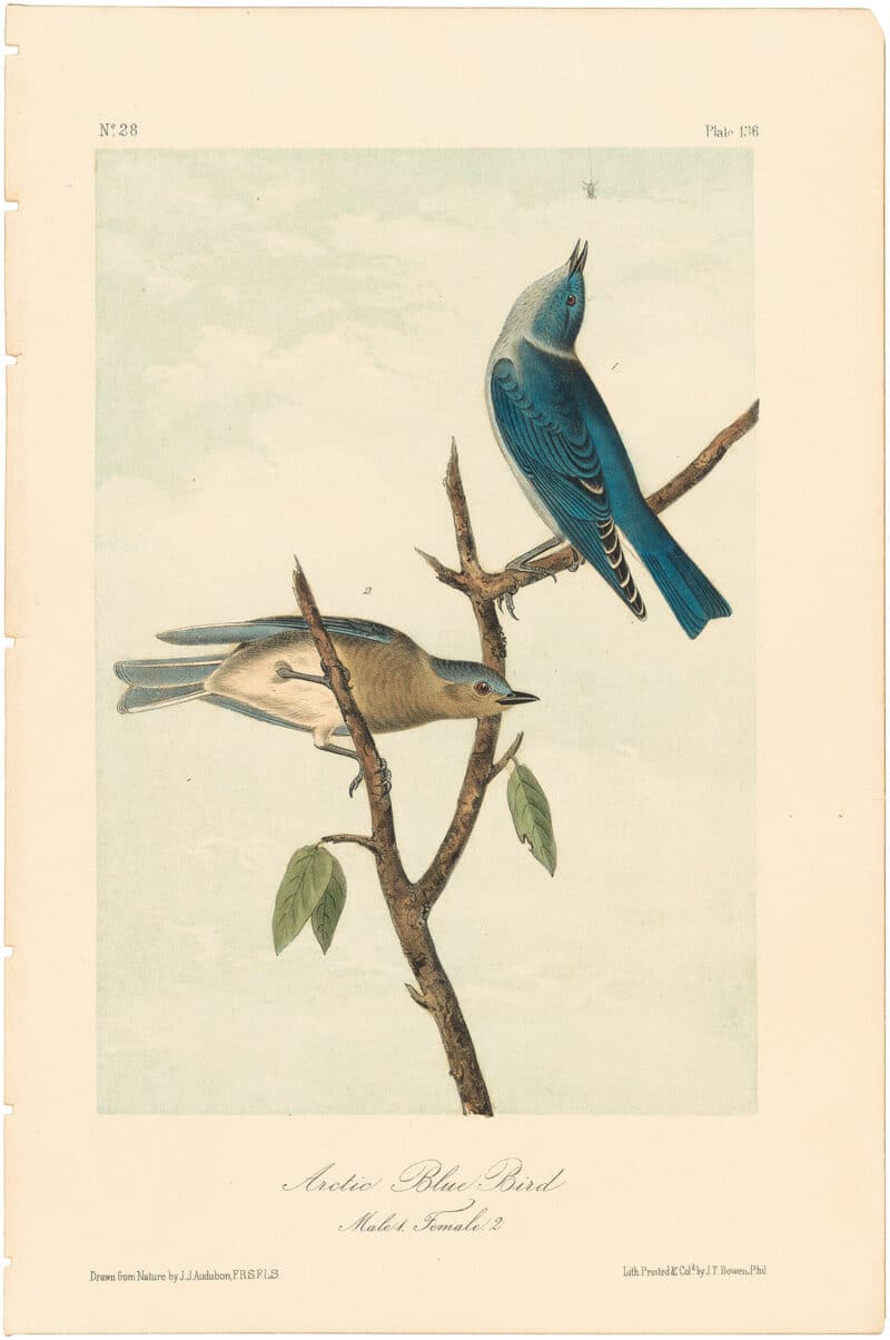 Audubon 2nd Ed. Octavo Pl. 136 Arctic Blue Bird