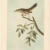 Audubon 2nd Ed. Octavo Pl. 139 Mountain Mocking Bird