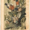 Audubon 2nd Ed. Octavo Pl. 142 American Robin, or Migratory Thrush