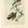 Audubon 2nd Ed. Octavo Pl. 143 Varied Thrush