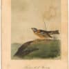 Audubon 2nd Ed. Octavo Pl. 153 Painted Lark - Bunting
