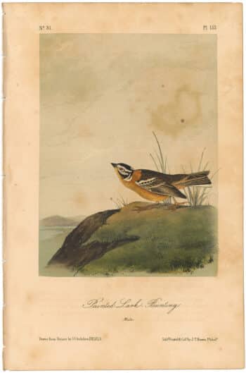 Audubon 2nd Ed. Octavo Pl. 153 Painted Lark - Bunting