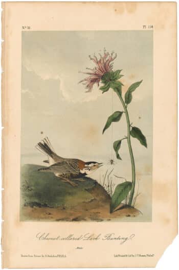 Audubon 2nd Ed. Octavo Pl. 154 Chestnut-collared Lark - Bunting
