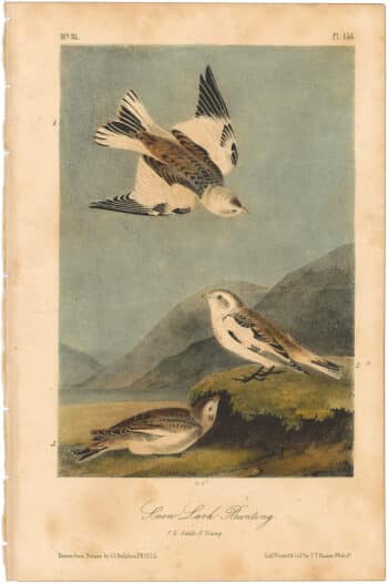 Audubon 2nd Ed. Octavo Pl. 155 Snow Lark Bunting