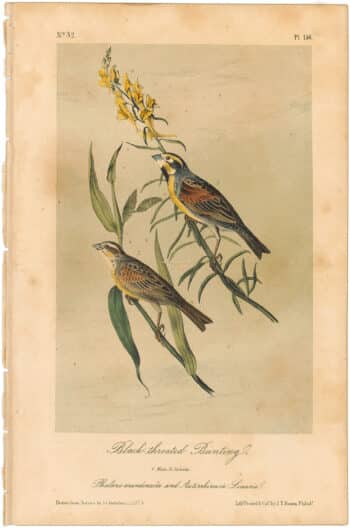 Audubon 2nd Ed. Octavo Pl. 156 Black-throated Bunting