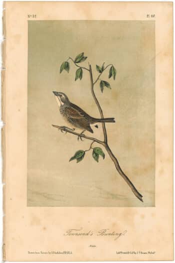 Audubon 2nd Ed. Octavo Pl. 157 Townsend's Bunting