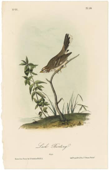 Audubon 2nd Ed. Octavo Pl. 158 Lark Bunting