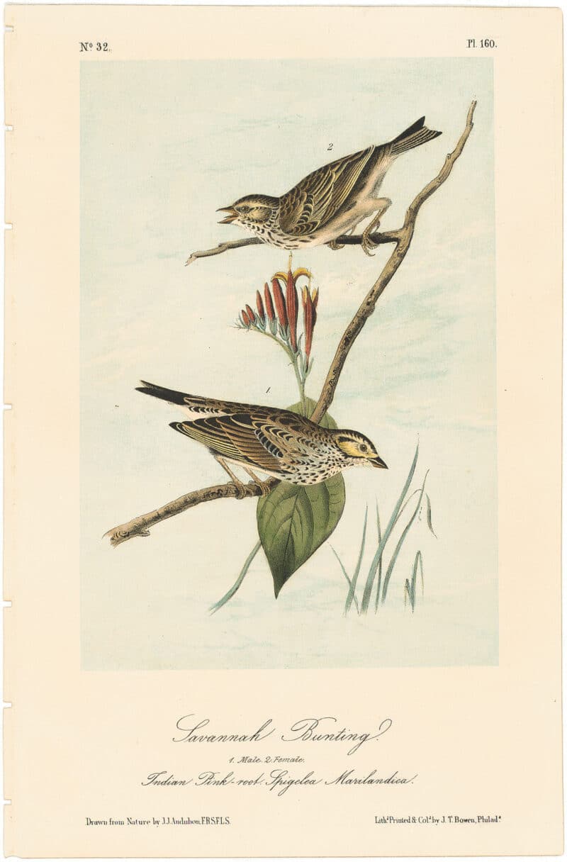 Audubon 2nd Ed. Octavo Pl. 160 Savannah Bunting