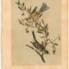 Audubon 2nd Ed. Octavo Pl. 166 Canada Bunting (Tree Sparrow)
