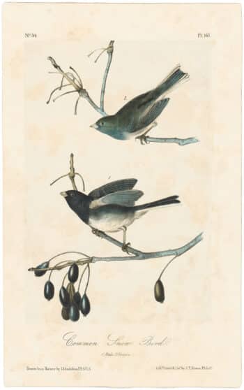 Audubon 2nd Ed. Octavo Pl. 167 Common Snow - Bird