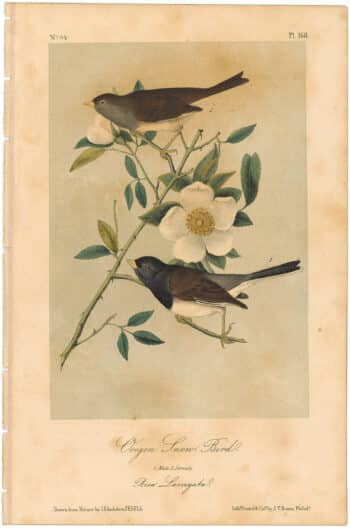 Audubon 2nd Ed. Octavo Pl. 168 Oregon Snow - Bird