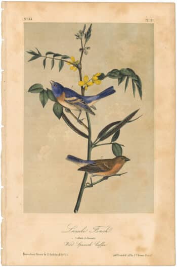 Audubon 2nd Ed. Octavo Pl. 171 Lazuli Finch
