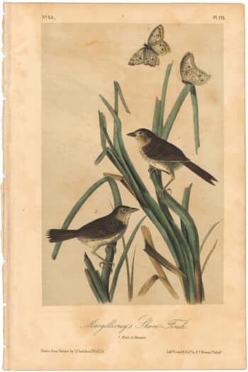 Audubon 2nd Ed. Octavo Pl. 173 Macgillivray's Shore - Finch