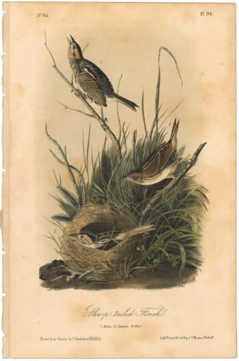 Audubon 2nd Ed. Octavo Pl. 174 Sharp-tailed Finch