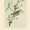 Audubon 2nd Ed. Octavo Pl. 178 Mealy Redpoll Linnet