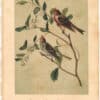Audubon 2nd Ed. Octavo Pl. 179 Lesser Redpoll Linnet