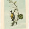 Audubon 2nd Ed. Octavo Pl. 183 Arkansaw Goldfinch