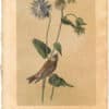 Audubon 2nd Ed. Octavo Pl. 198 Grey-crowned Purple Finch