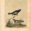 Audubon 2nd Ed. Octavo Pl. 202 Prairie Lark - Finch