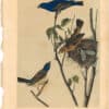 Audubon 2nd Ed. Octavo Pl. 204 Blue Song Grosbeak