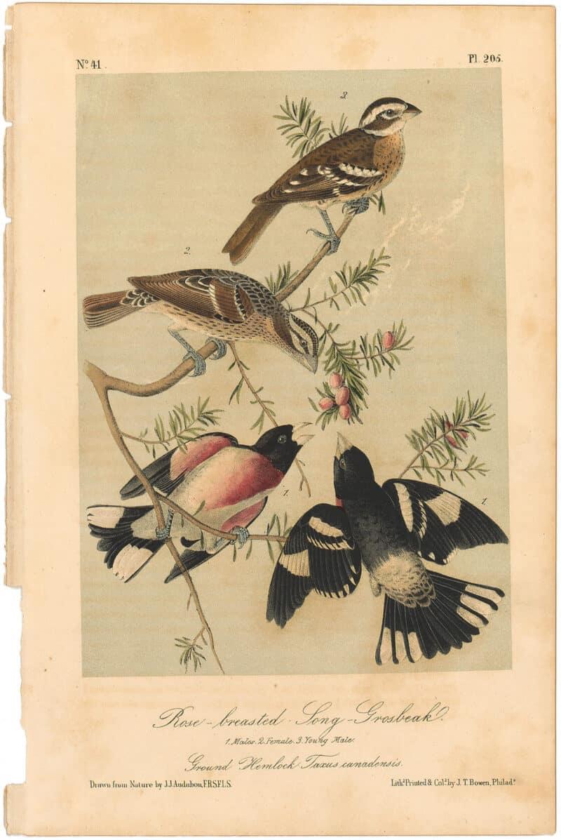 Audubon 2nd Ed. Octavo Pl. 205 Rose-breasted Song - Grosbeak