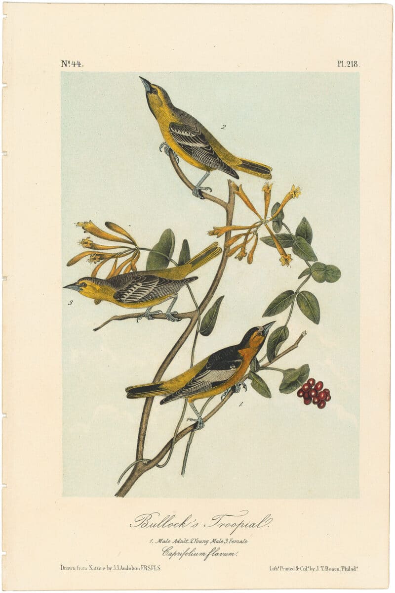 Audubon 2nd Ed. Octavo Pl. 218 Bullock's Troopial
