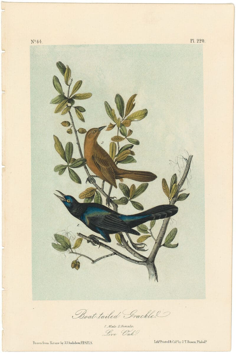 Audubon 2nd Ed. Octavo Pl. 220 Boat-tailed Grackle