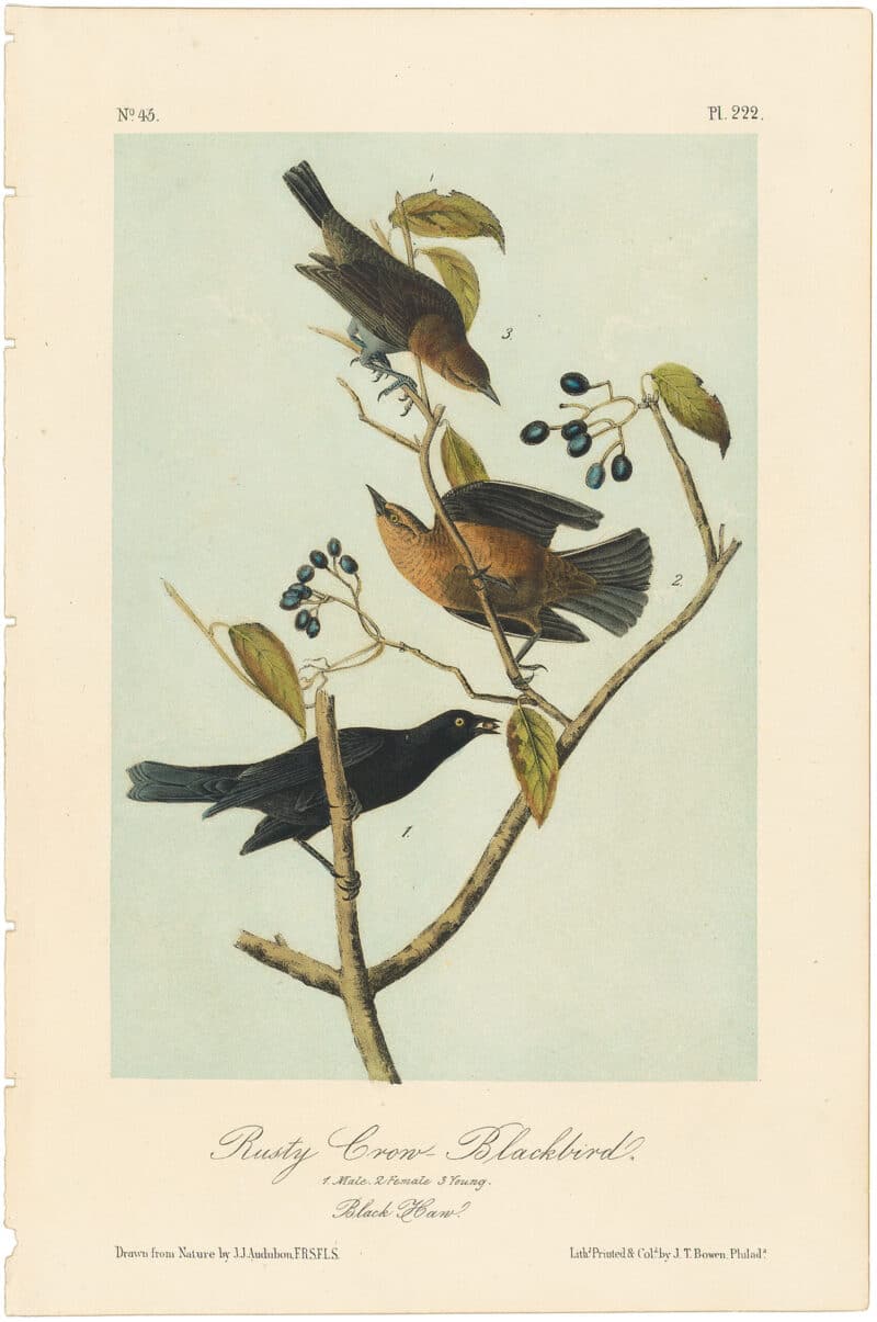 Audubon 2nd Ed. Octavo Pl. 222 Rusty Crow - Blackbird