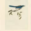 Audubon 2nd Ed. Octavo Pl. 232 Ultramarine Jay