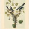 Audubon 2nd Ed. Octavo Pl. 237 Loggerhead Shrike