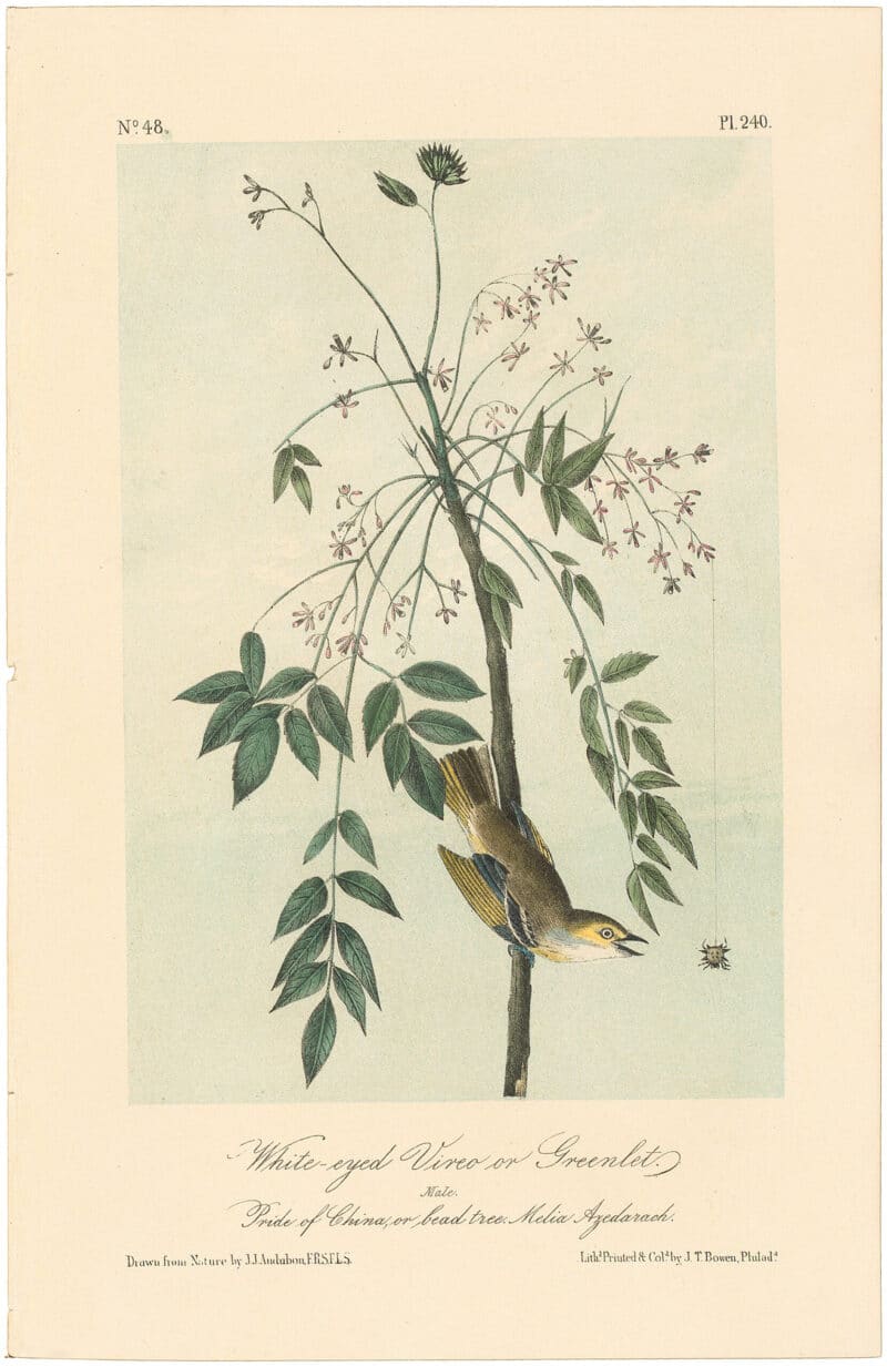 Audubon 2nd Ed. Octavo Pl. 240 White-eyed Vireo, or Greenlet