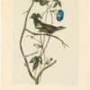 Audubon 2nd Ed. Octavo Pl. 242 Bartrams Vireo or Greenlet