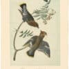 Audubon 2nd Ed. Octavo Pl. 245 Black throated Wax-wing or Bohemian Chatterer