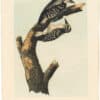 Audubon 2nd Ed. Octavo Pl. 259 Phillips Woodpecker