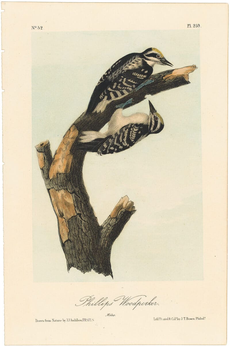 Audubon 2nd Ed. Octavo Pl. 259 Phillips Woodpecker