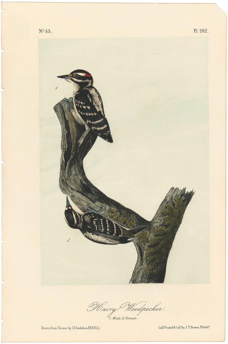 Audubon 2nd Ed. Octavo Pl. 262 Hairy Woodpecker