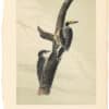Audubon 2nd Ed. Octavo Pl. 269 Banded three-toed Woodpecker