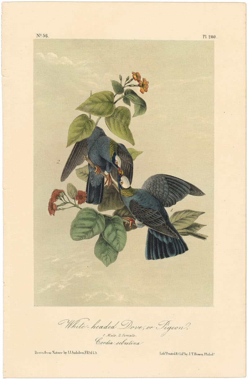 Audubon 2nd Ed. Octavo Pl. 280 White-headed Dove, or Pigeon