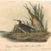 Audubon 2nd Ed. Octavo Pl. 310 Clapper Rail or Salt Water Marsh Hen