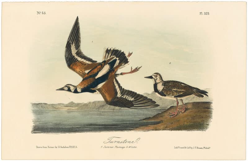 Audubon 2nd Ed. Octavo Pl. 323 Turnstone