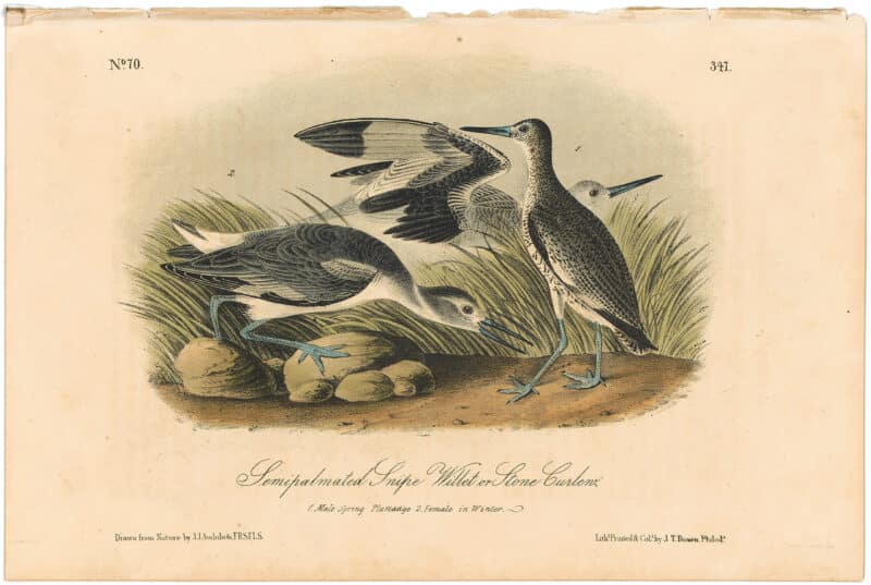 Audubon 2nd Ed. Octavo Pl. 347 Semipalmated Snipe Willet or Stone Curlew