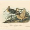 Audubon 2nd Ed. Octavo Pl. 348 Great Marbled Godwit