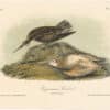 Audubon 2nd Ed. Octavo Pl. 357 Esquimaux Curlew