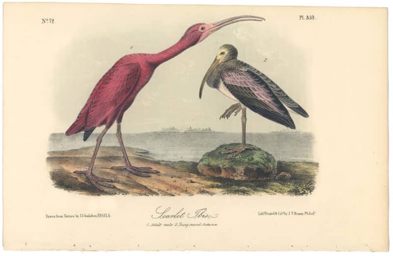 Audubon 2nd Ed. Octavo Pl. 359 Scarlet Ibis