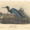 Audubon 2nd Ed. Octavo Pl. 372 Blue Heron