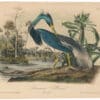 Audubon 2nd Ed. Octavo Pl. 373 Louisiana Heron