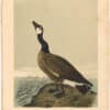 Audubon 2nd Ed. Octavo Pl. 377 Hutchins's Goose