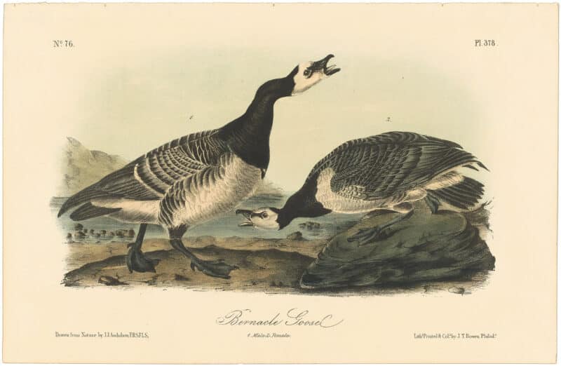 Audubon 2nd Ed. Octavo Pl. 378 Bernacle Goose