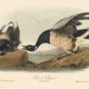 Audubon 2nd Ed. Octavo Pl. 379 Brant Goose