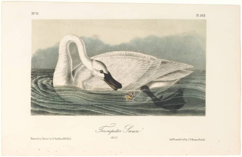 Audubon 2nd Ed. Octavo Pl. 382 Trumpeter Swan
